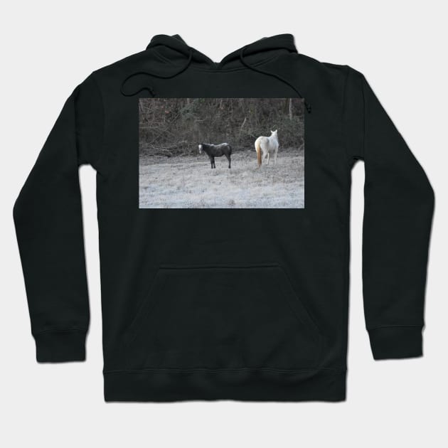 Wild Horse Foal Hoodie by MarieDarcy